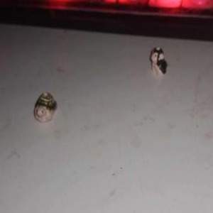 Se me perdió mi recogedor