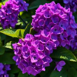 紫陽花よ