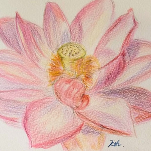 蓮の花のように