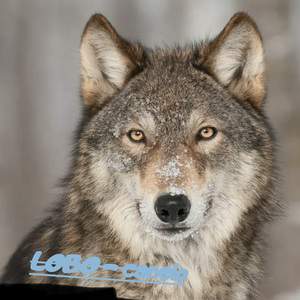 Lobo