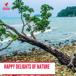 Explicit Coniferous Forest Dawn