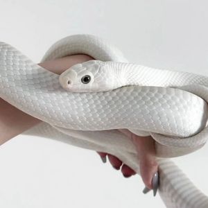 [Trap]JinJiBeWater_隼 X SASIOVERLXRD Type beat - 无能