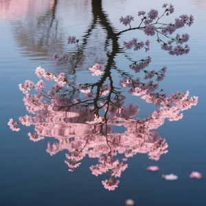 桜影