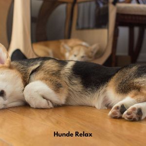 Hunde Entspannungssuite