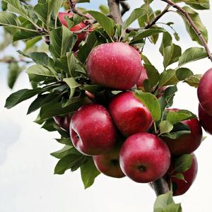 Crear una Plántula de Manzana en Diez Días