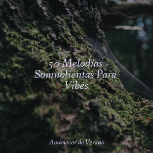 Paraíso de la niebla de la isla