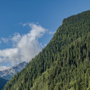 人间第一情（键盘唢呐版）