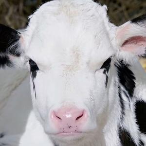 萨蛮（Prod. by YVNGK1）