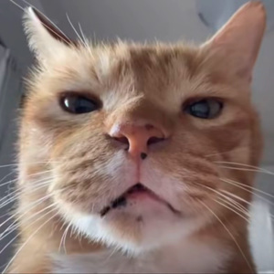 音频提取_212505_track1