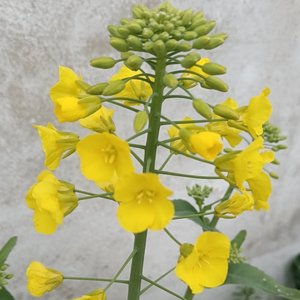 一封未寄出的家书