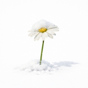 마지막 눈은 아니였으면