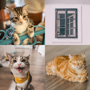 微妙的小猫心情