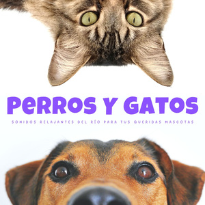 Perros Dormidos