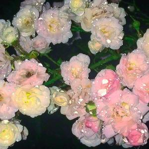 哔哔哔啦（降调）