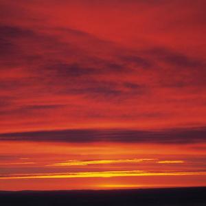 楼顶上的小斑鸠