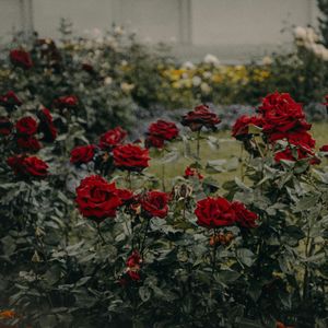Neon Garden