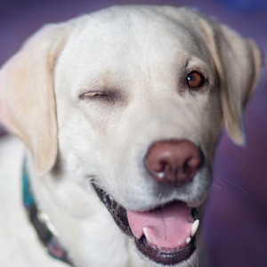 vídeo pegadinha engraçadas (Acoustic)