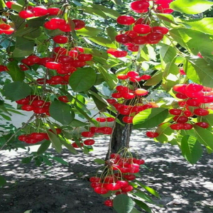 ចង់wមានសង្សាដែរ