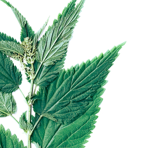 Цветы крапивы