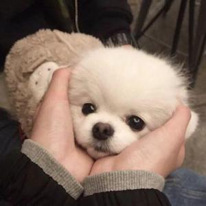 情结