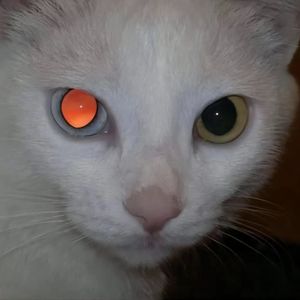 【免费伴奏】异瞳 2023TRAP beat/钢琴/阴暗