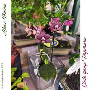 Cinta yang Terperasa