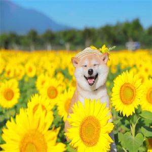 背景音乐 (冬日治愈)