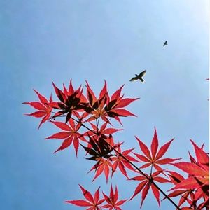 枫红归岸