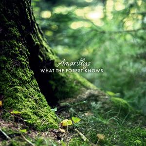 What the Forest Knows