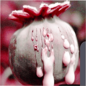 flores negras y amapolas