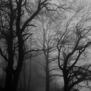 poison tree