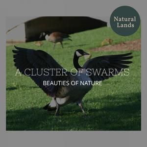 Legato Water Flowing