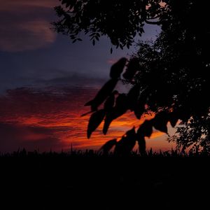 早春的树（cover:陈鸿宇）