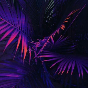 Miracle（翻自 Clément Bcx）