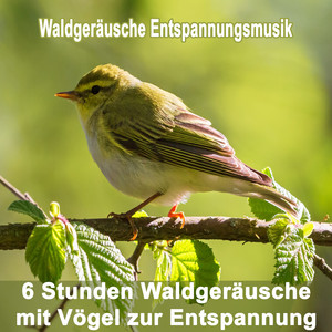6 Stunden Waldgeräusche mit Vögel zur Entspannung by loop | Meditation