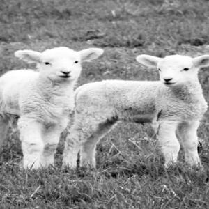 haide la terasa (feat. 986dxvid, kimchi.mp3 & DJ PEDOPHILE)