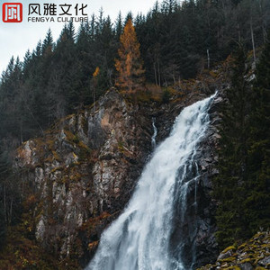 散落的枫叶 -小提琴