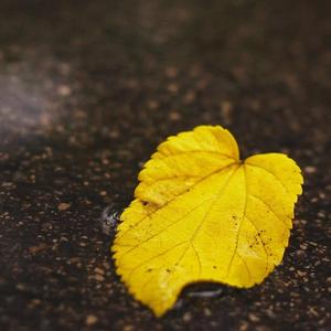 Autumn Leaves.