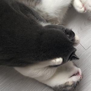 满杯西柚(˶‾᷄ ⁻̫ ‾᷅˵)