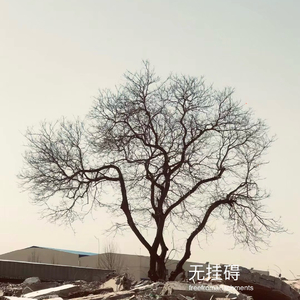 无挂碍