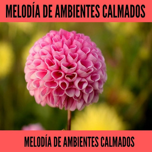 Dormir Profundamente