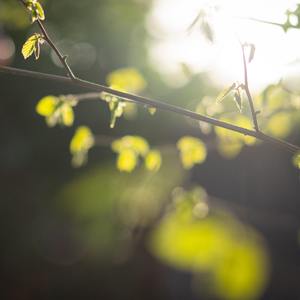 朱砂（翻自 任然）