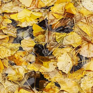 【Free】"Spring Rain" - Beat Switch Lofi Type Beat