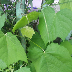 Daun Hijau (Acoustic)