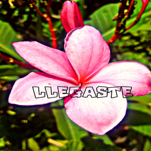 Llegaste
