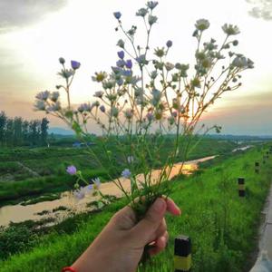 她记忆中的田野