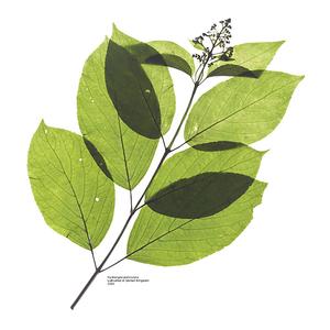 グッドモーニング