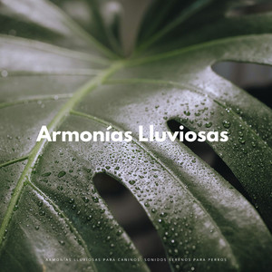 Melodía De Huellas De Patas En La Lluvia