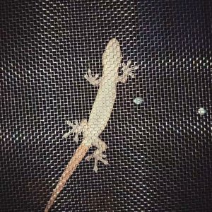 LGBTQ粉色超人与金刚芭比