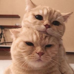 就算都觉得我疯了，我也只有我了